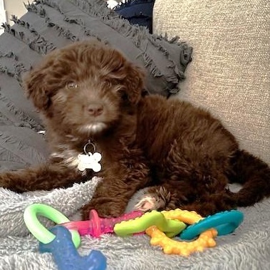 Mocha, an adopted mixed breed in Palatine, IL image 3/5