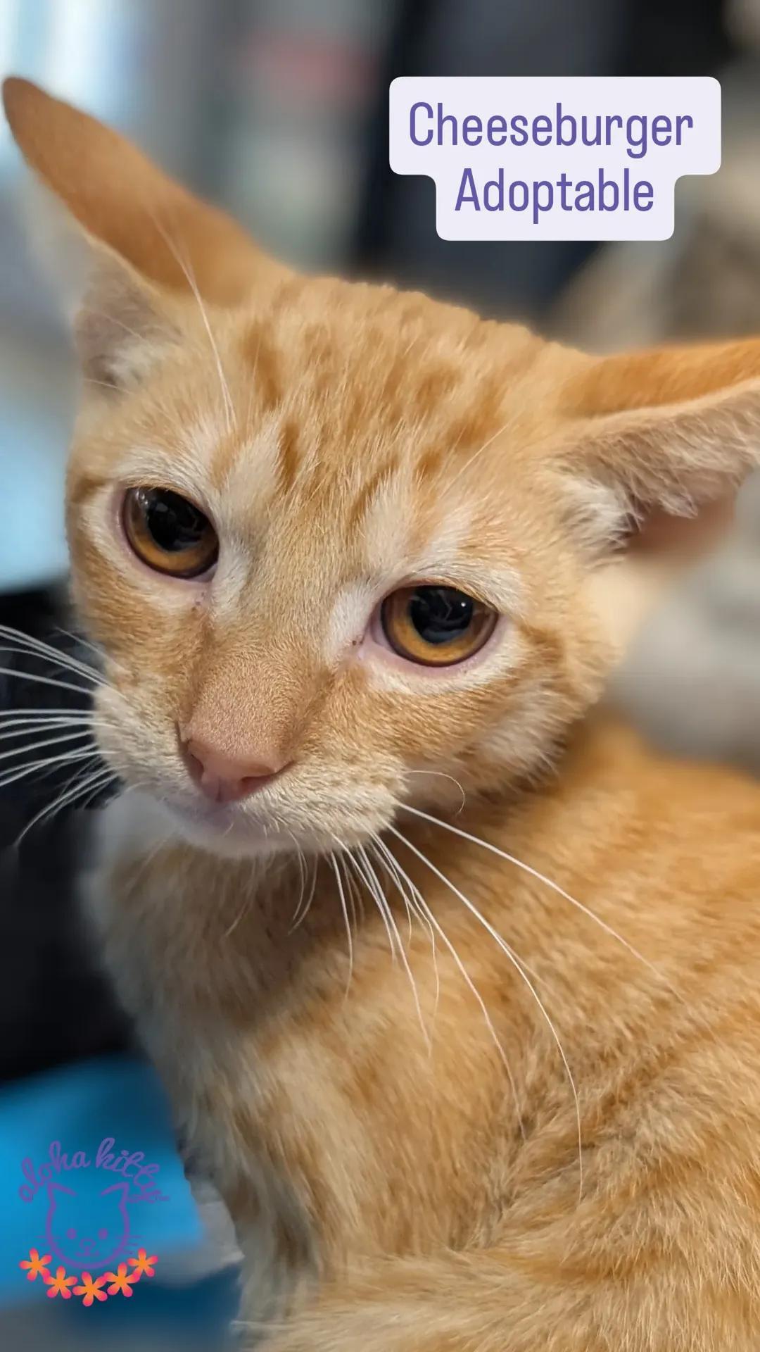 Cheeseburger, Adoptable, Kitten Male Domestic Short Hair.