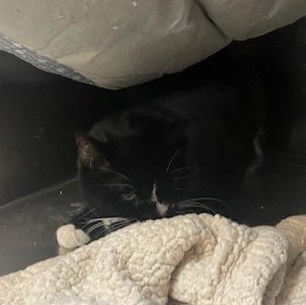 Enlarge Zap, an adopted Domestic Medium Hair in Attleboro, MA image 1/1