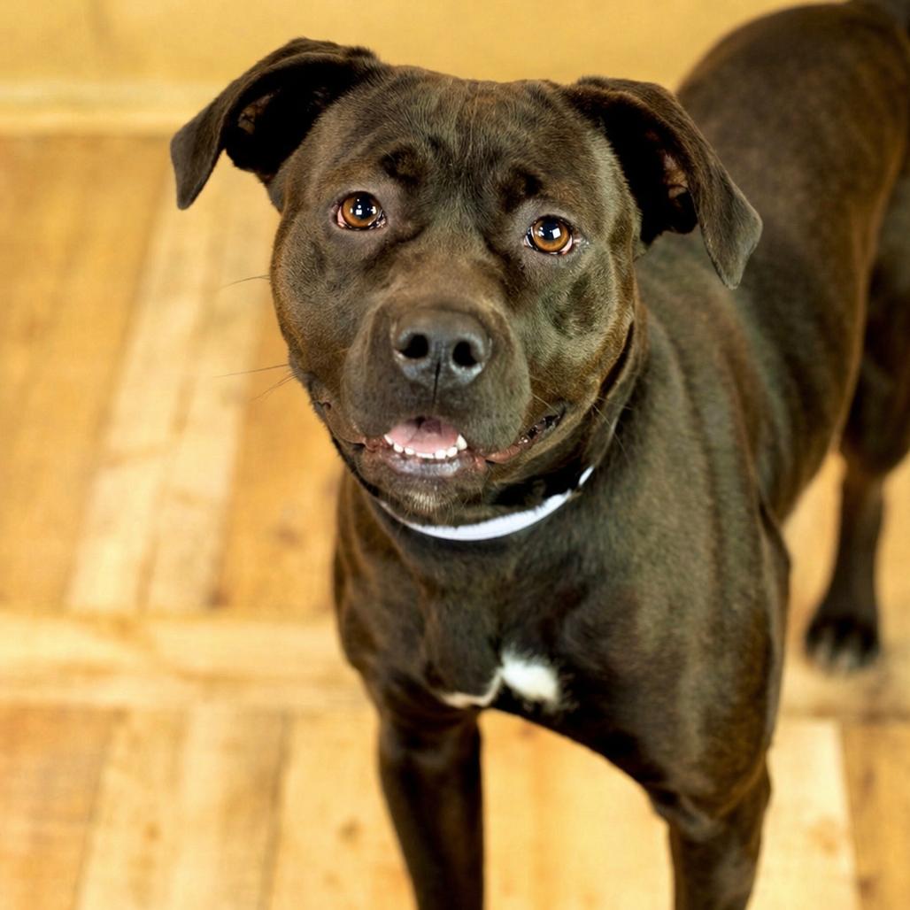 Octavea, Adoptable, Adult Female Pit Bull Terrier & Rottweiler.