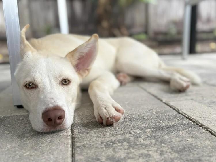 Enlarge Alan, an adopted mixed breed in Winter Springs, FL image 5/6