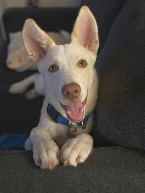 Enlarge Alan, an adopted mixed breed in Winter Springs, FL image 6/6