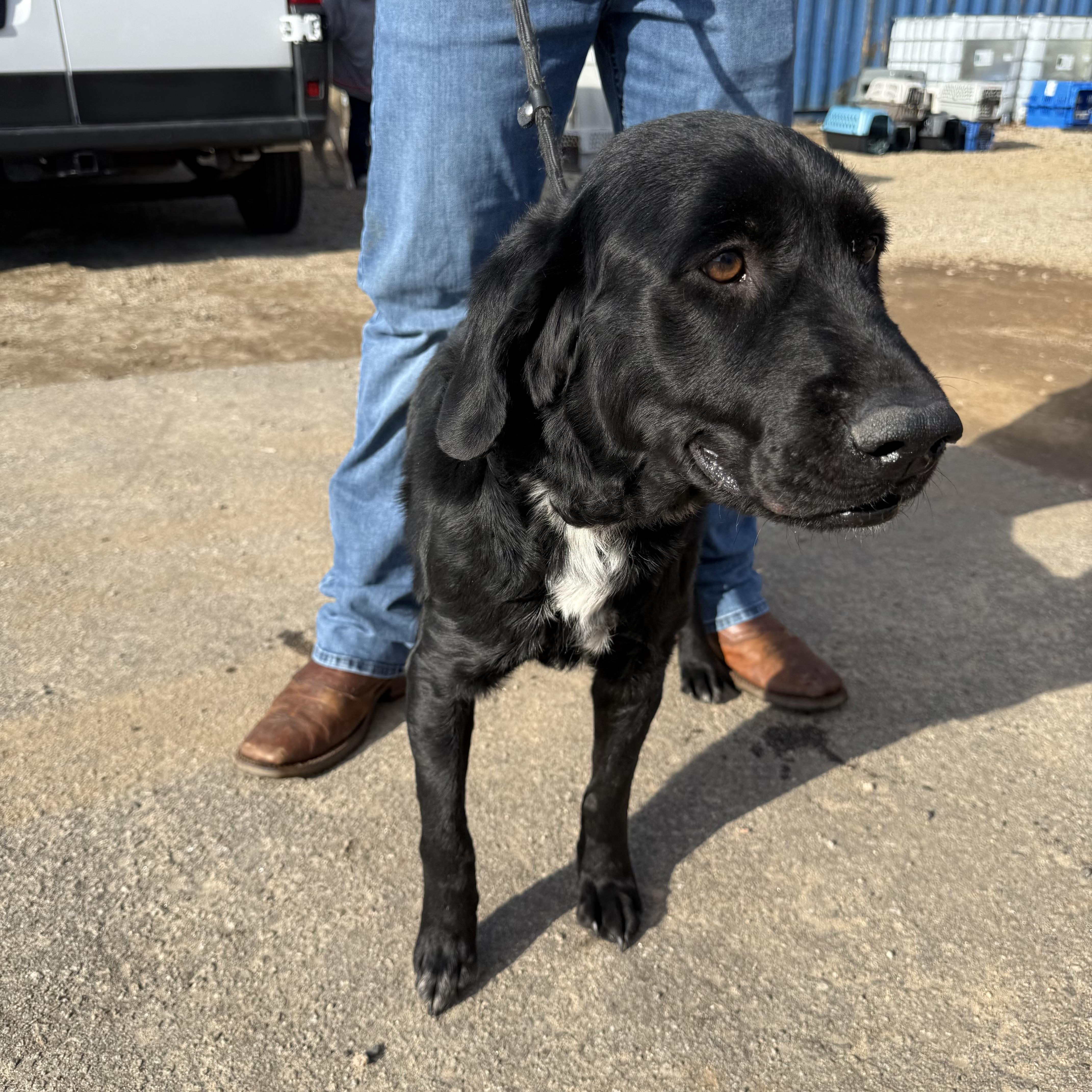 Sledder — thumbnail 2