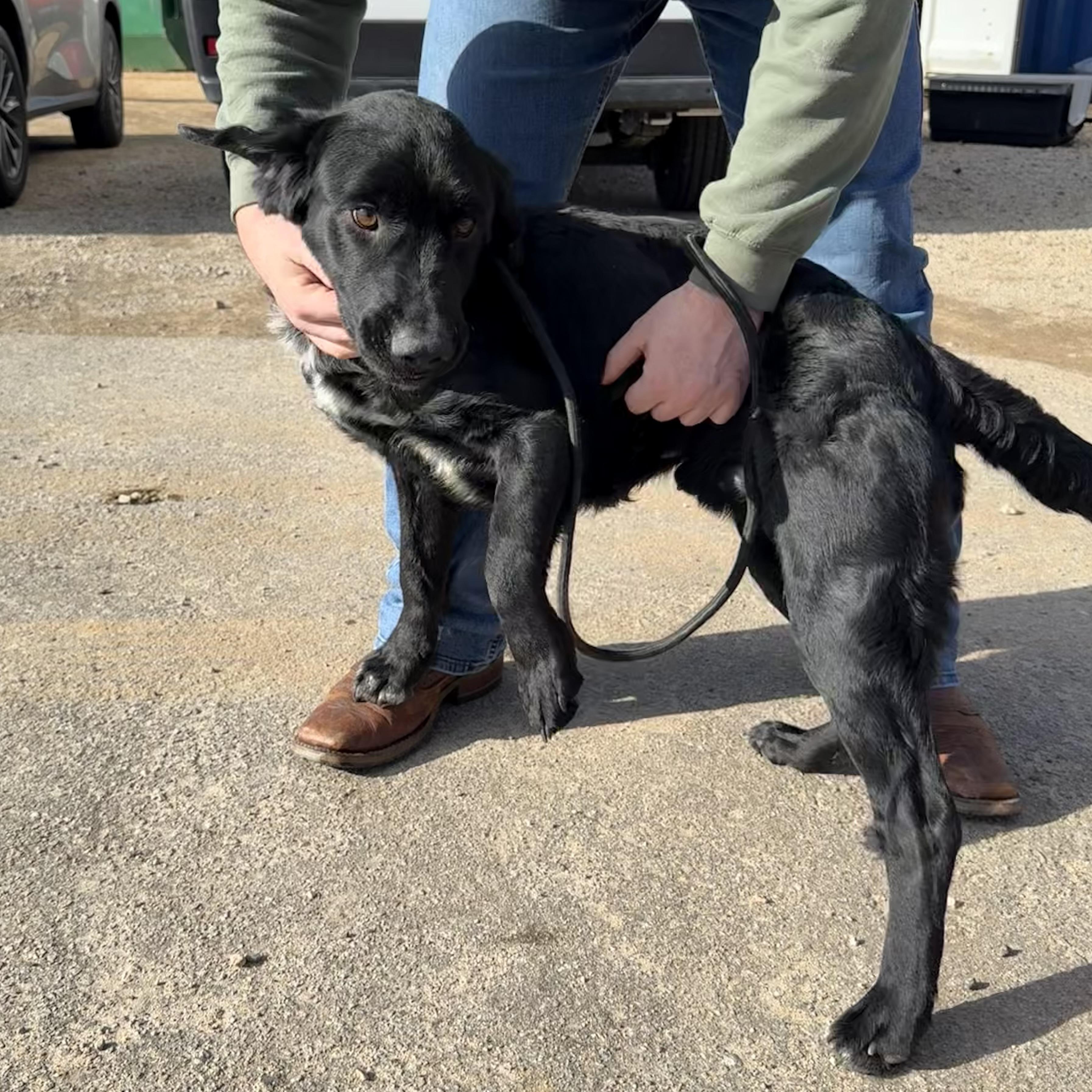 Sledder — thumbnail 4