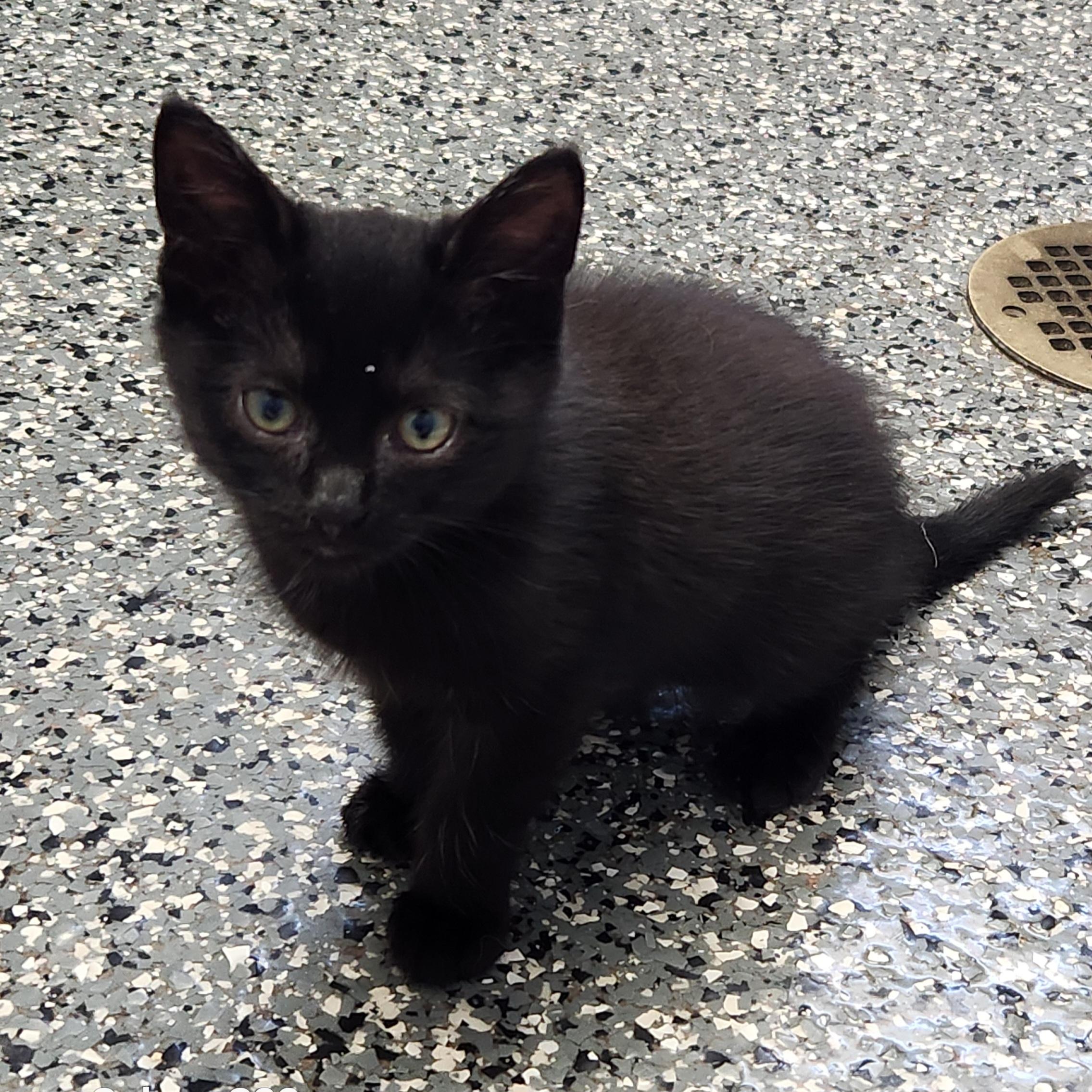Lux, a ADOPTABLE mixed breed in Siloam Springs, AR image 5/5
