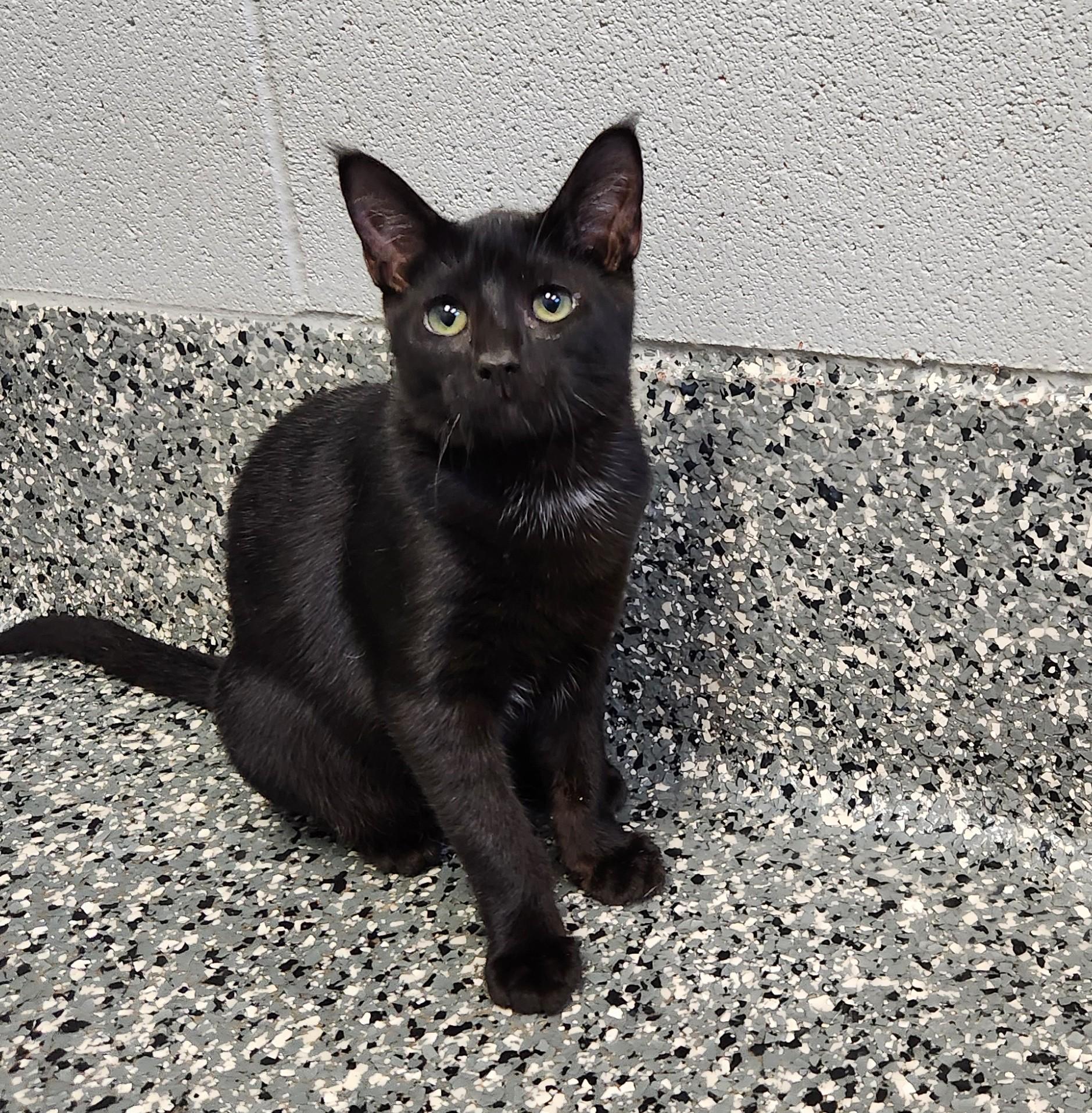Enlarge Lux (All Better), a Adoptable mixed breed in Siloam Springs, AR image 2/6