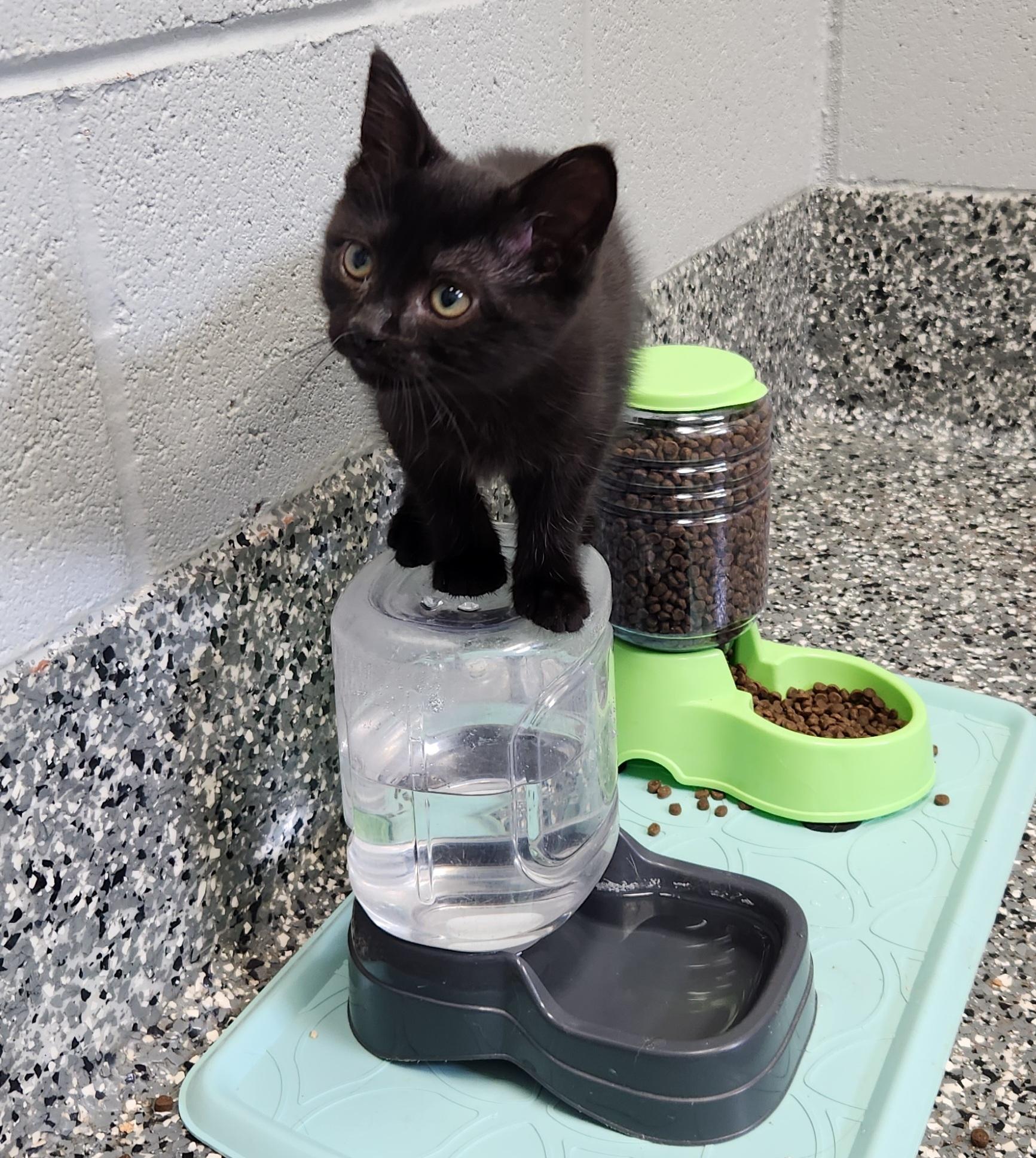 Lux, a ADOPTABLE mixed breed in Siloam Springs, AR image 2/5