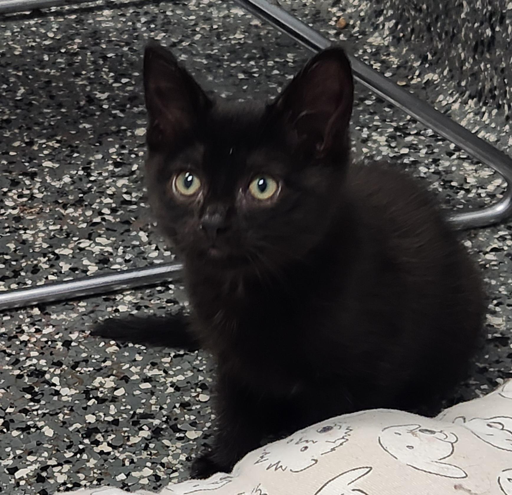 Lux, ADOPTABLE, Kitten Male Domestic Short Hair.