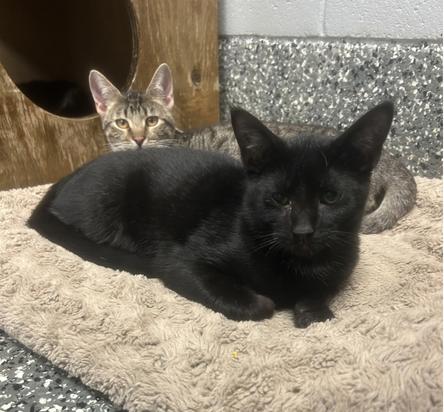 Lux (All Better), Adoptable, Kitten Male Domestic Short Hair.