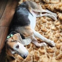 Shiloh, Adoptable, Senior Female Beagle.