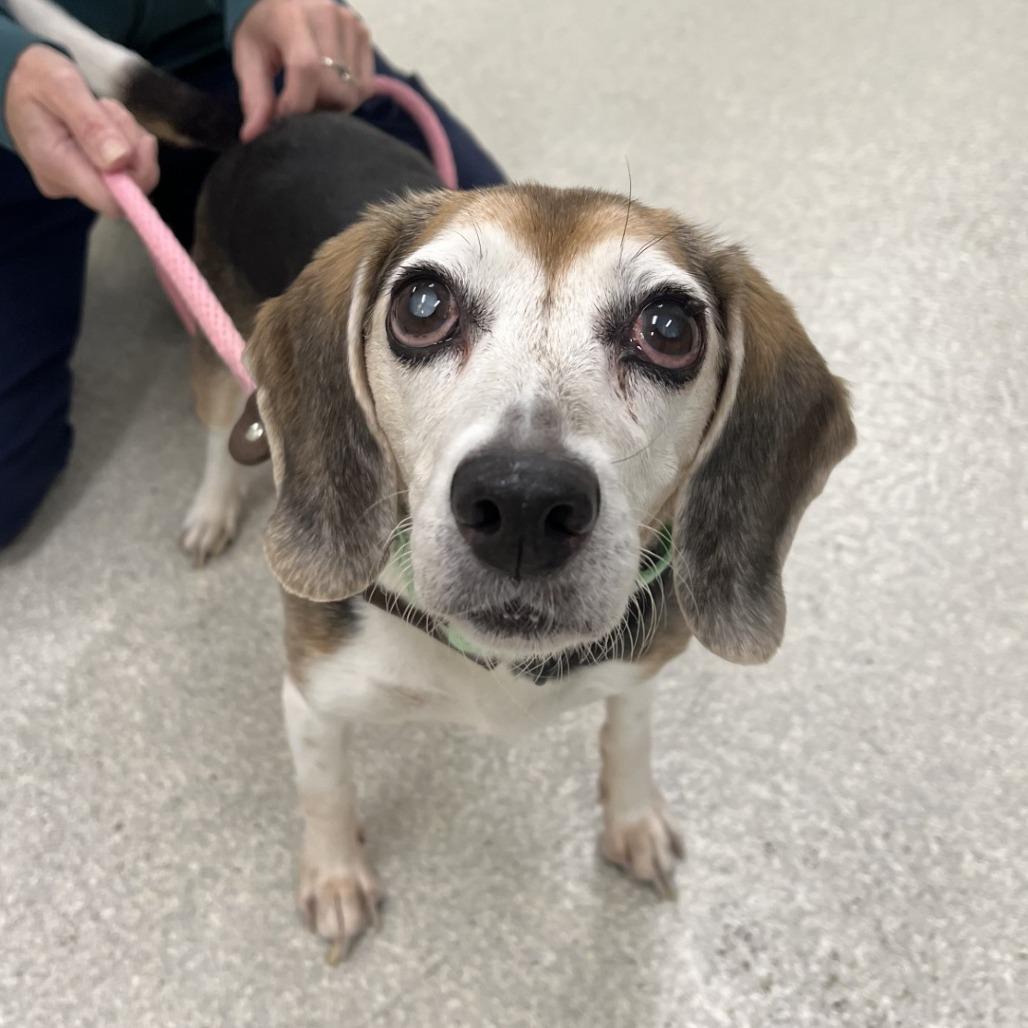 Enlarge Shiloh, a Adoptable Beagle in Novelty, OH image 2/4
