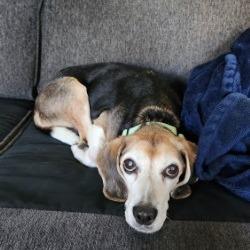 Enlarge Shiloh, a Adoptable Beagle in Novelty, OH image 3/4