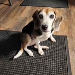 Enlarge Shiloh, a Adoptable Beagle in Novelty, OH image 4/4