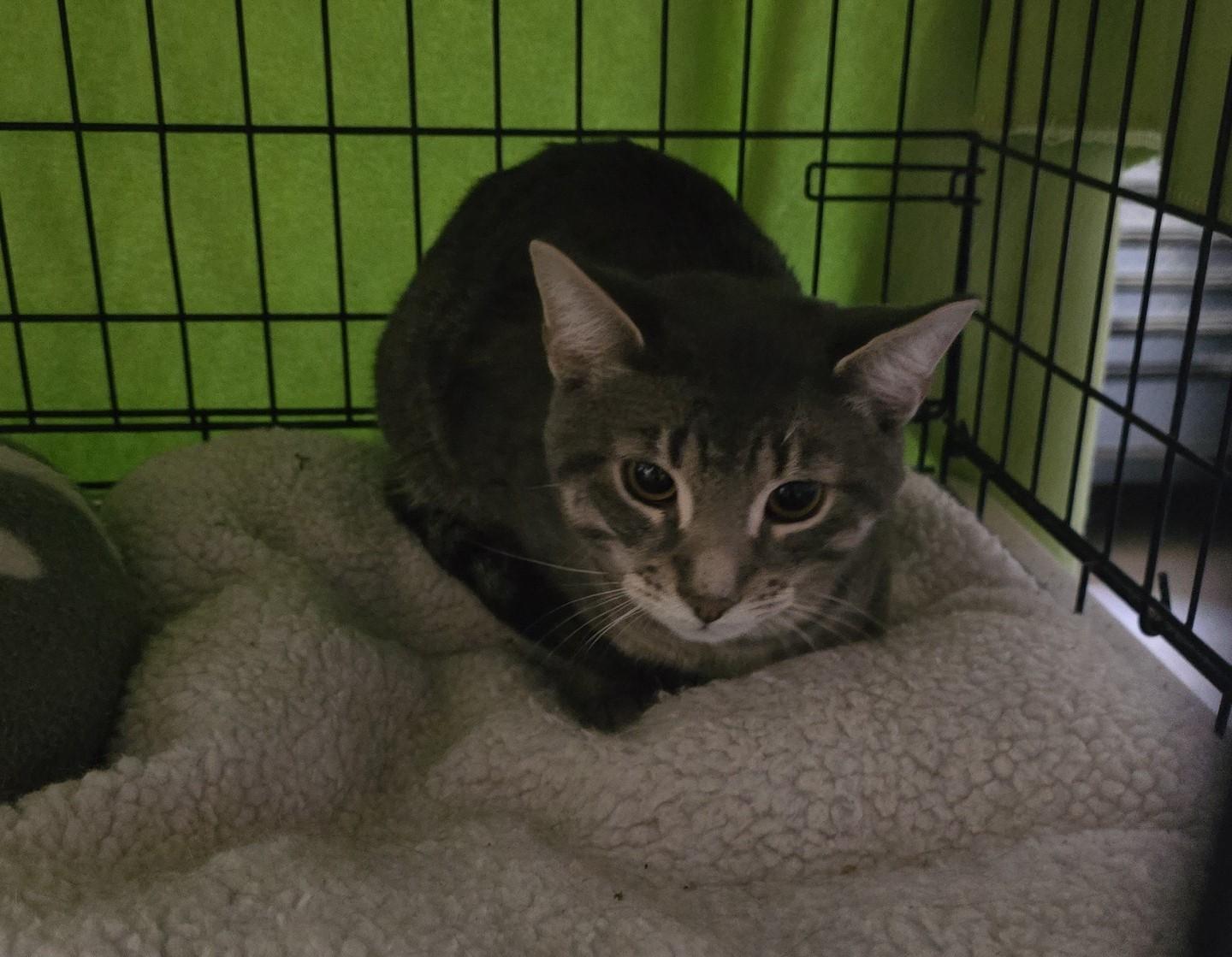 Enlarge Ezra, a ADOPTABLE Tabby in Stevensville, ON image 2/2