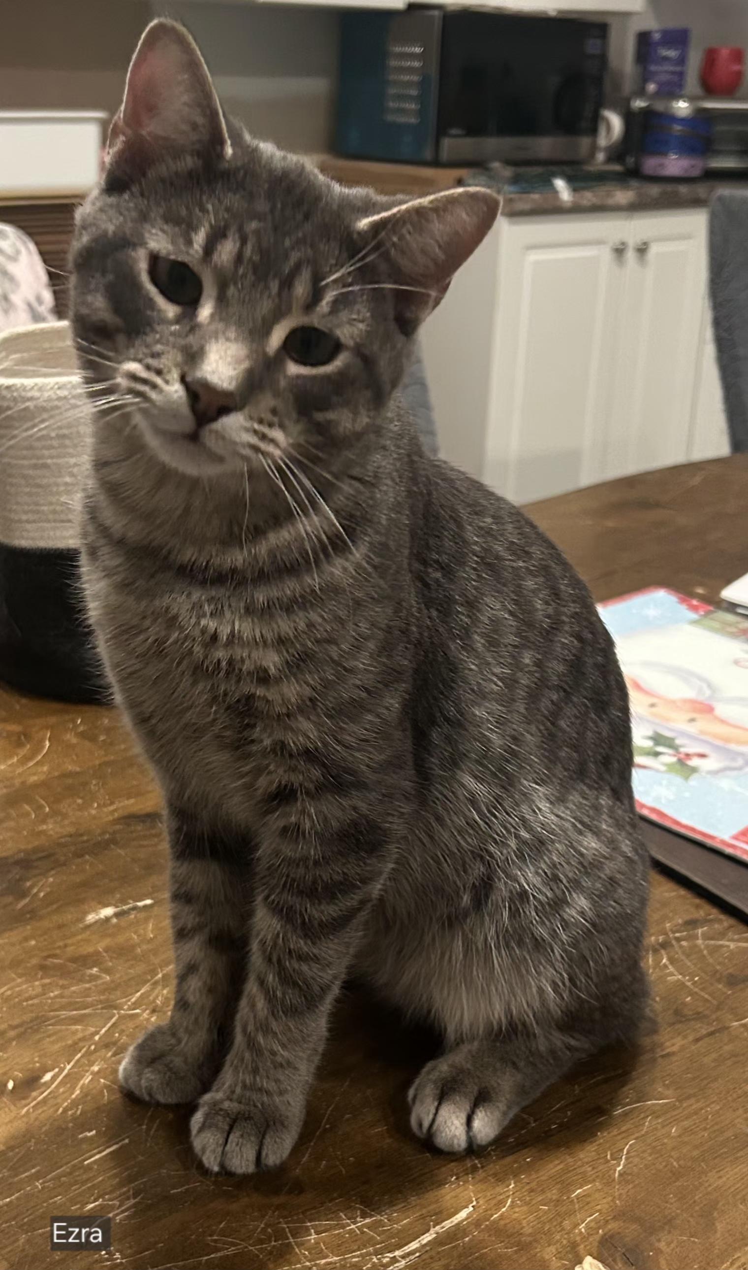Ezra, a ADOPTABLE Tabby in Stevensville, ON image 2/2