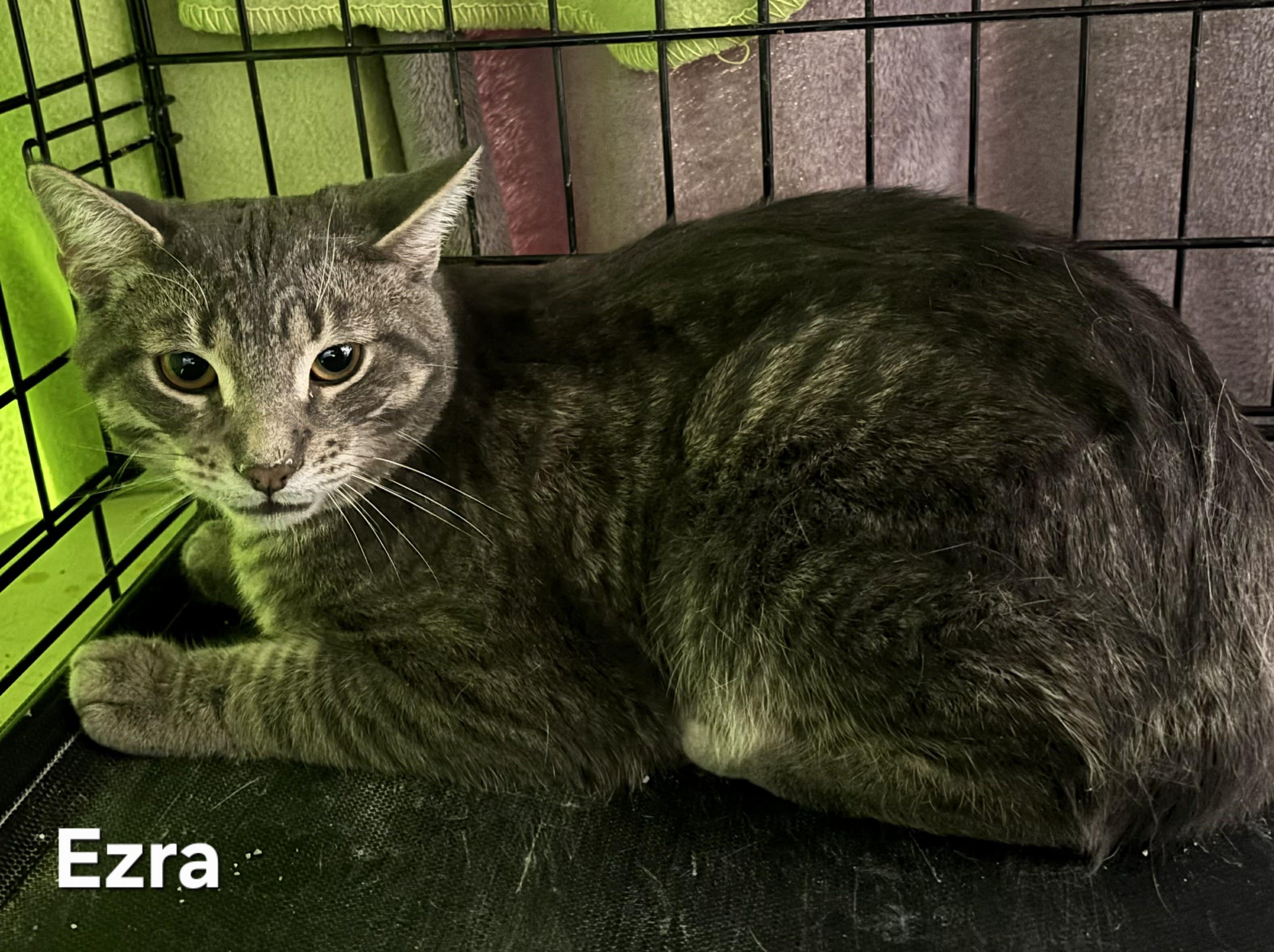 Enlarge Ezra, a ADOPTABLE Tabby in Stevensville, ON image 1/2