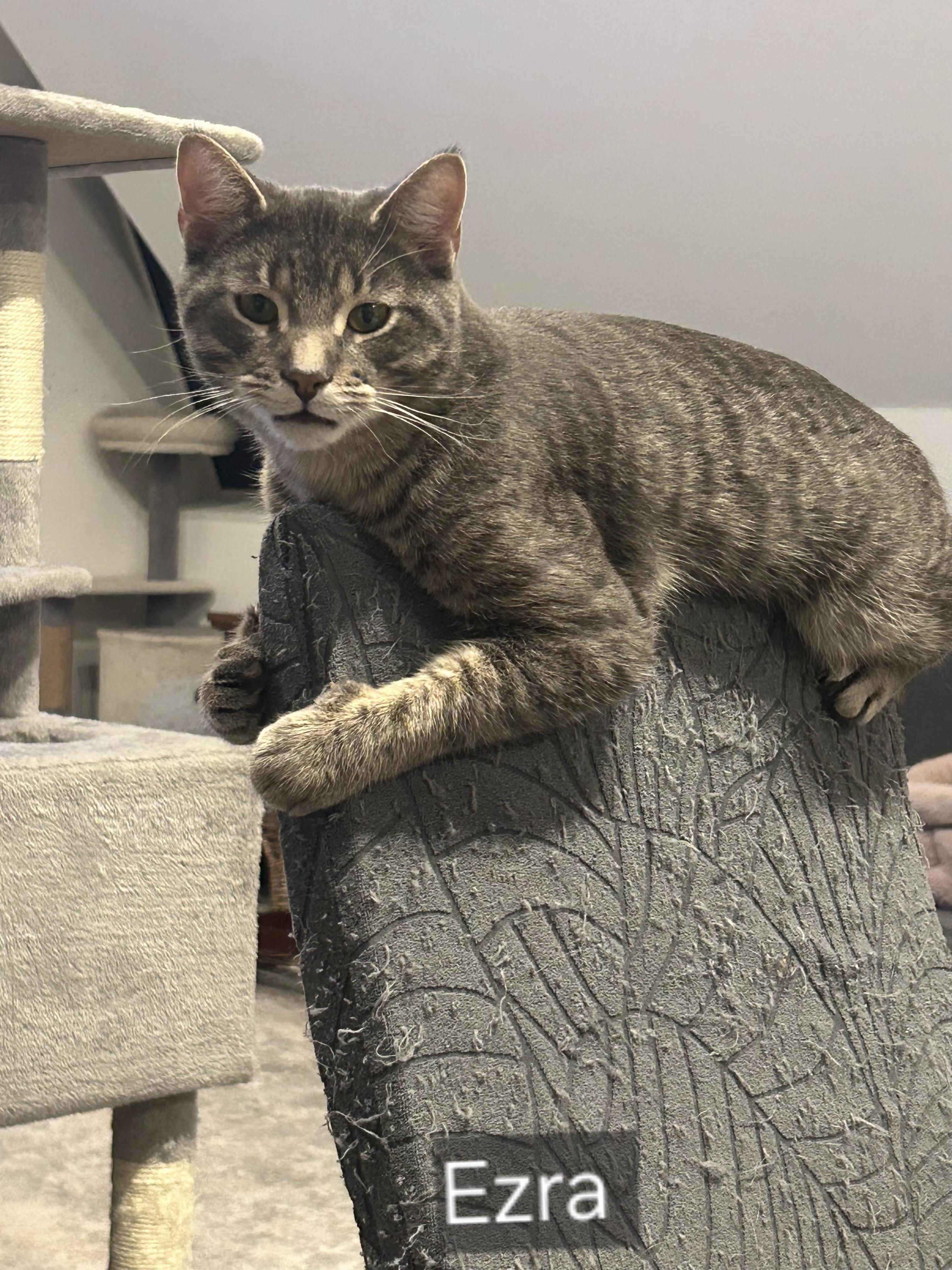 Ezra, ADOPTABLE, Young Male Tabby.