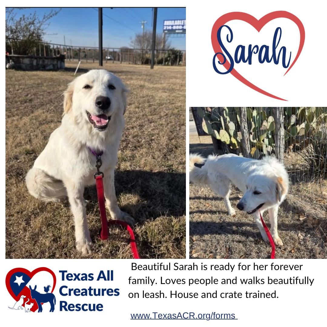 Enlarge Sarah, a Adoptable Great Pyrenees in Alvarado, TX image 1/1