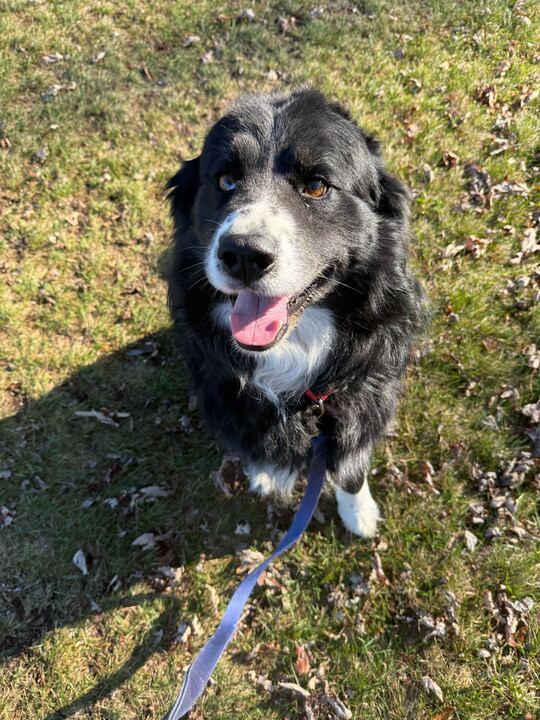 Smiles, an adopted Australian Shepherd in Jackson, MI image 1/3