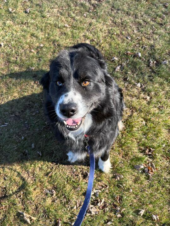Smiles, an adopted Australian Shepherd in Jackson, MI image 2/3