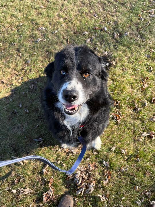 Smiles, an adopted Australian Shepherd in Jackson, MI image 3/3