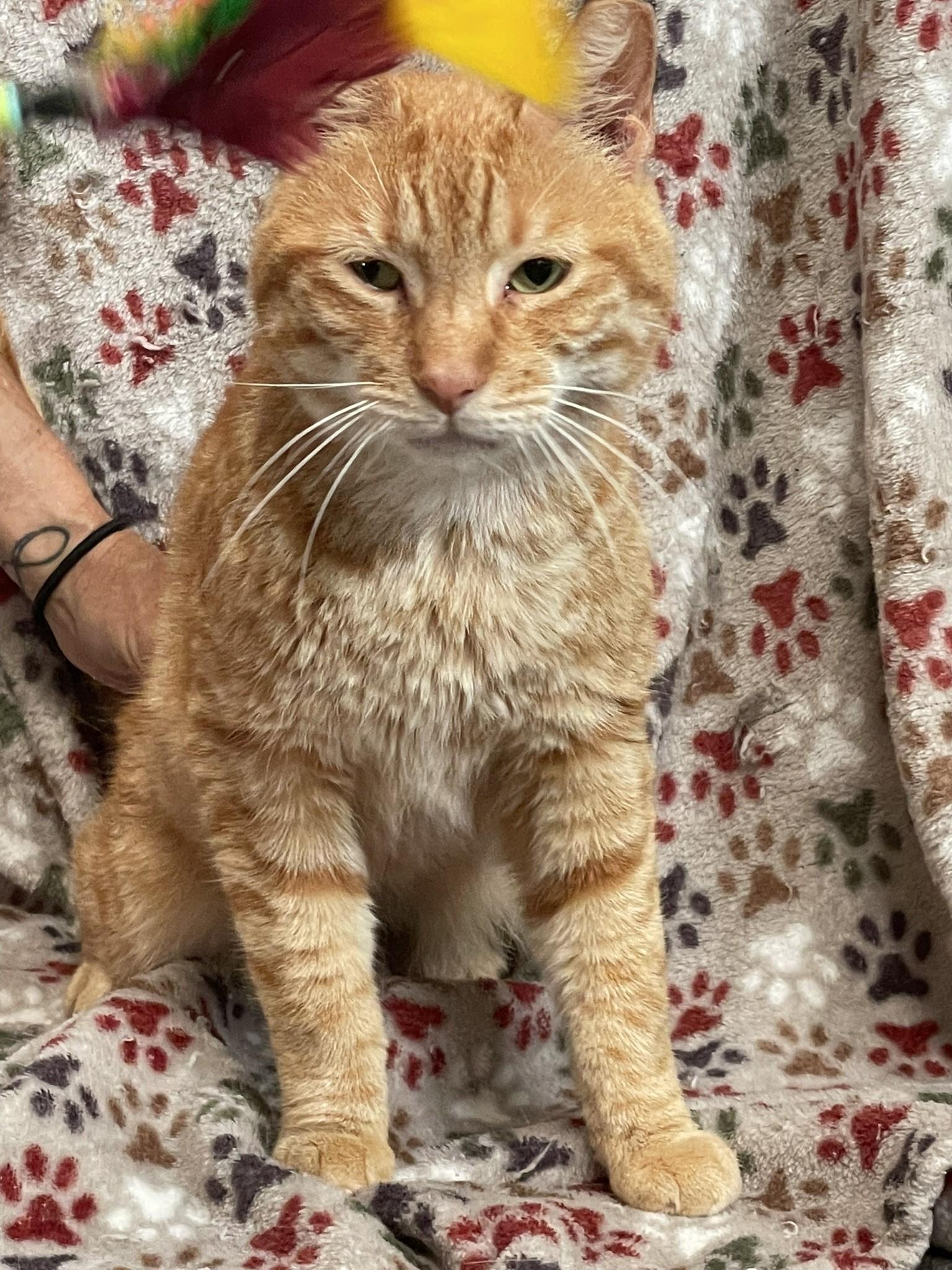 Buddy - COURTESY POST, a Adoptable Tabby in Taylor, MI image 3/5