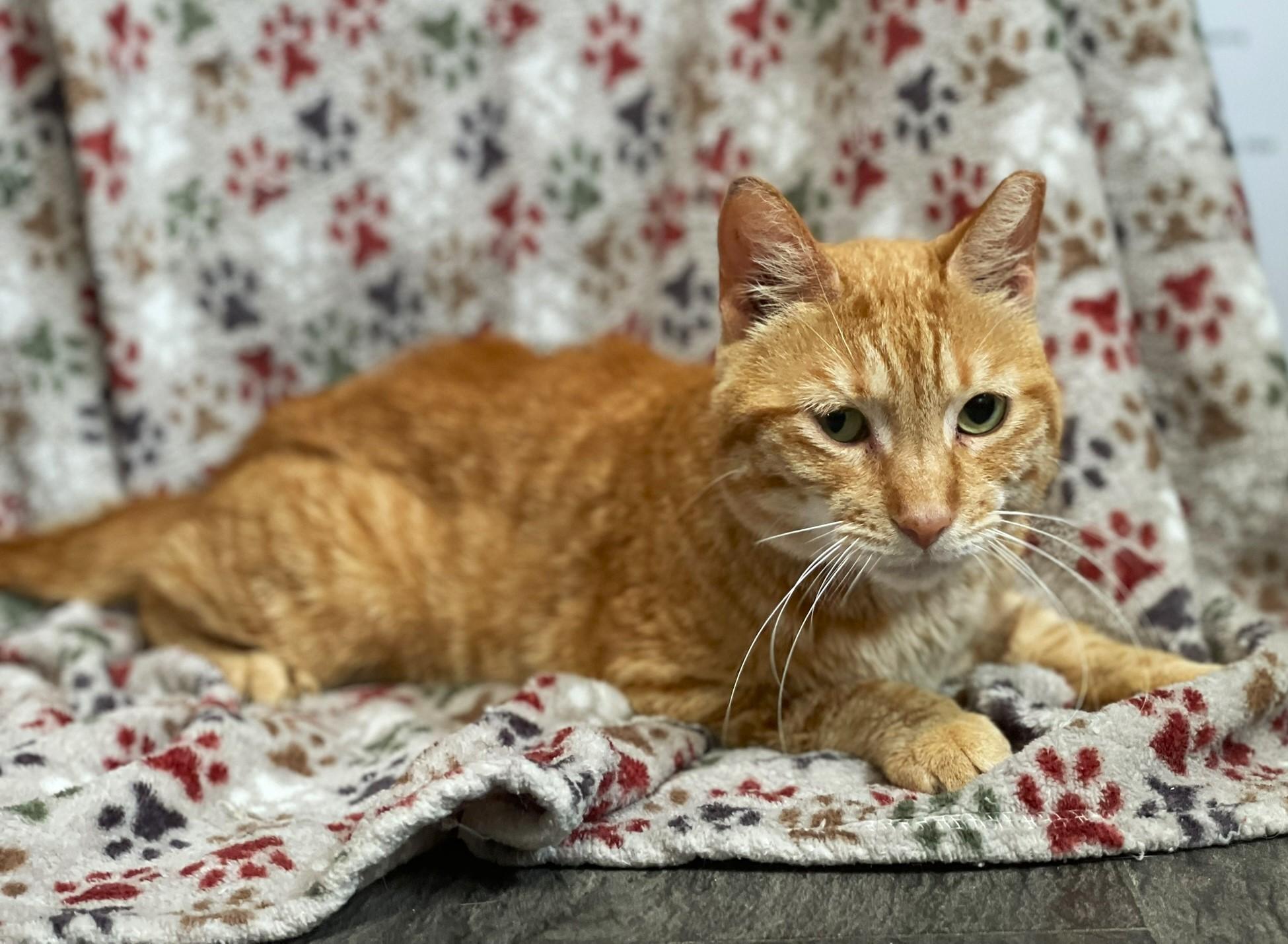 Buddy - COURTESY POST, a Adoptable Tabby in Taylor, MI image 5/5