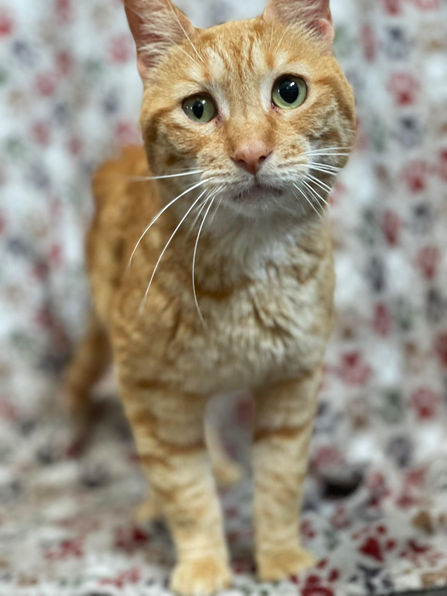 Buddy - COURTESY POST, a Adoptable Tabby in Taylor, MI image 2/5