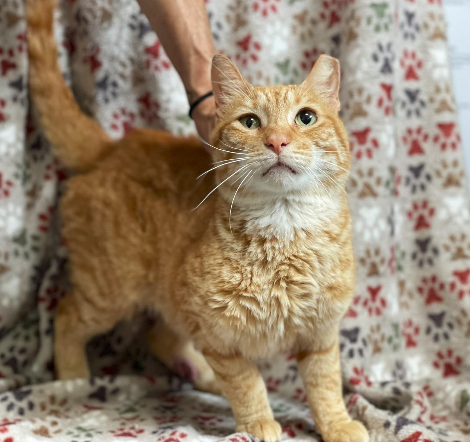 Buddy - COURTESY POST, Adoptable, Adult Male Tabby.