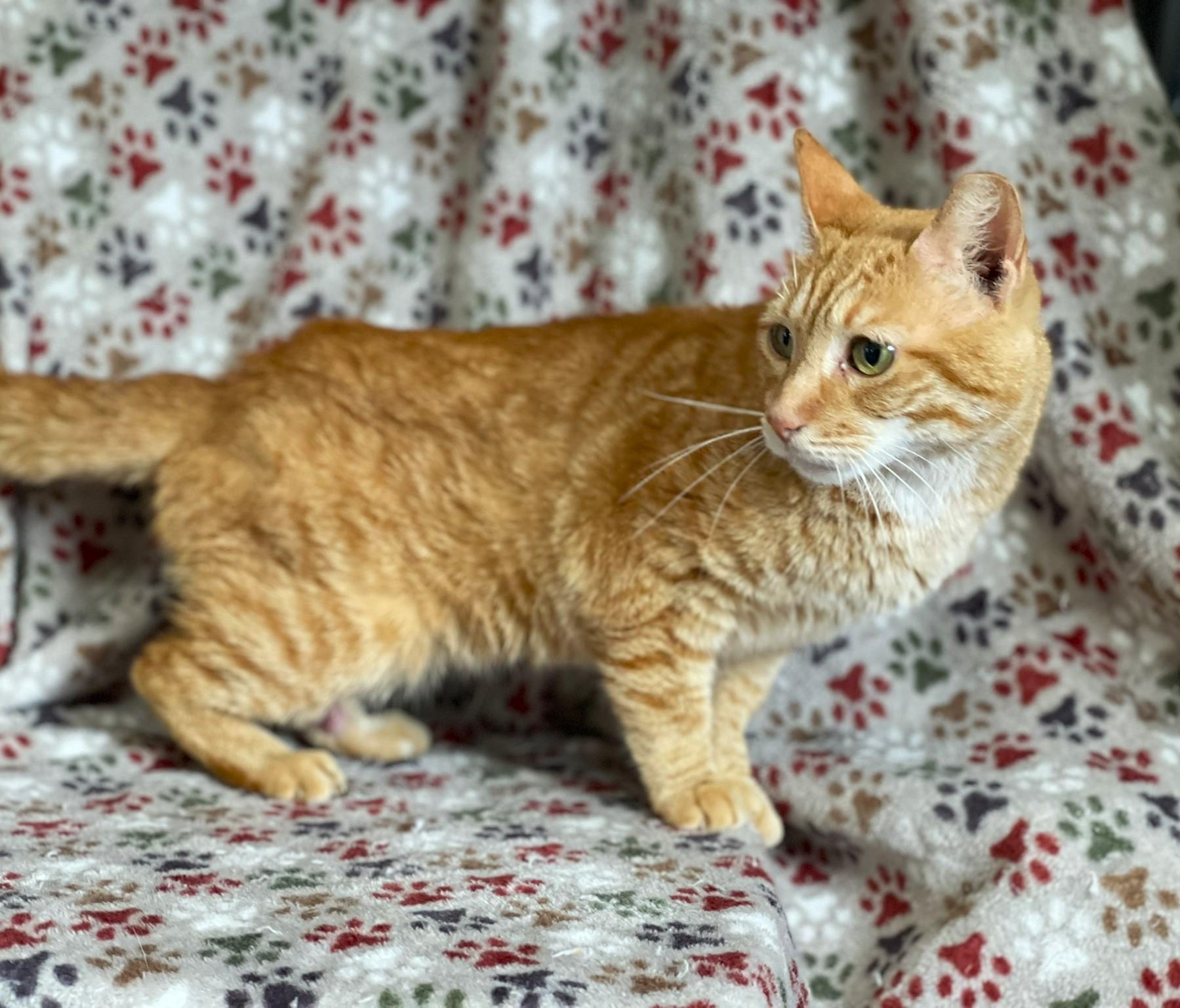 Buddy - COURTESY POST, a Adoptable Tabby in Taylor, MI image 4/5