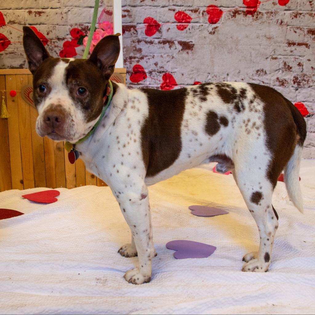 Gump, Adoptable, Senior Male Pit Bull Terrier & Mixed Breed.