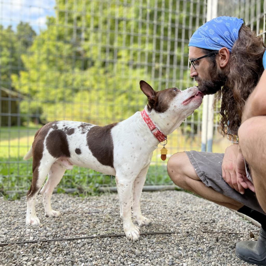 Enlarge Gump, a Adoptable mixed breed in Middletown, NY image 2/6