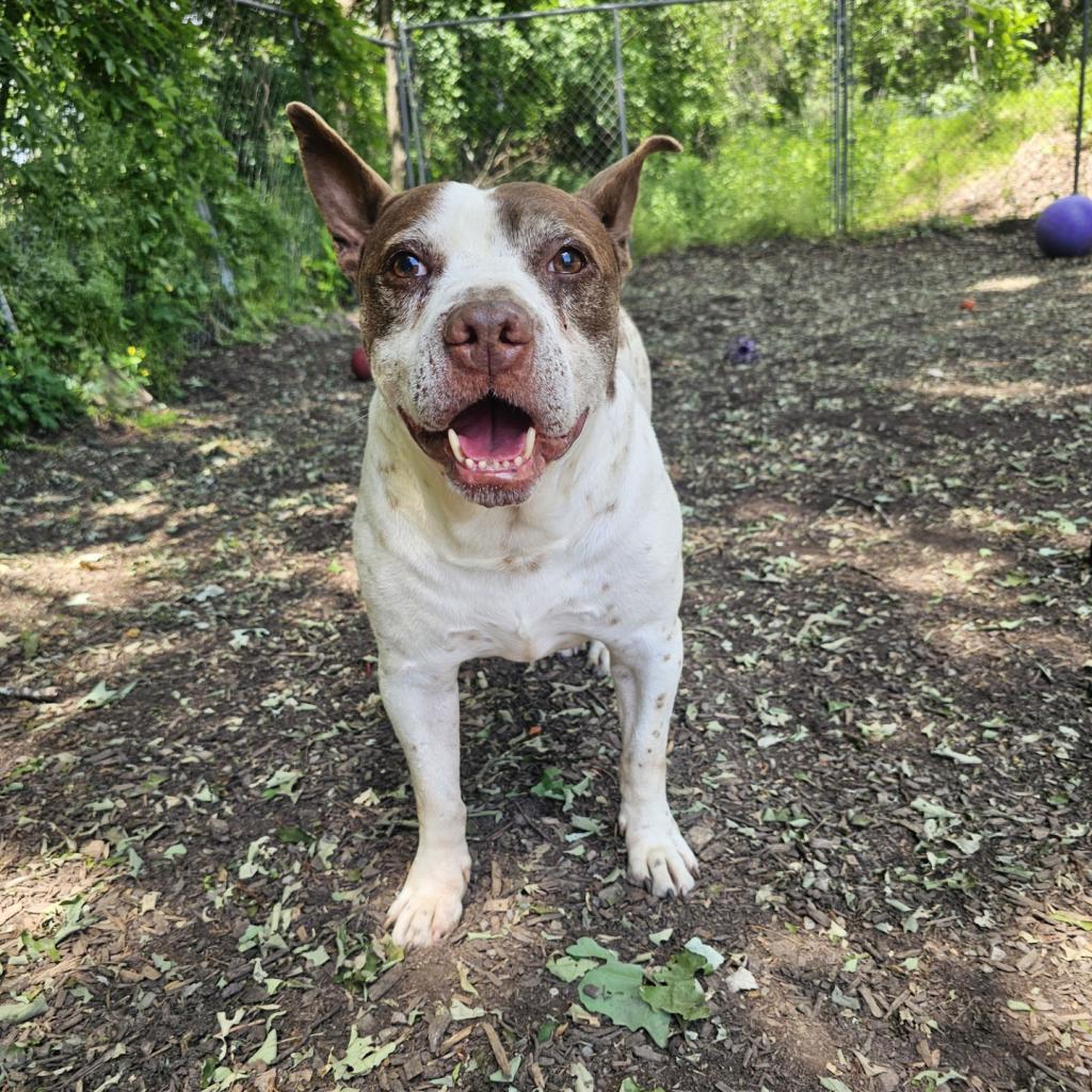 Enlarge Gump, a Adoptable mixed breed in Middletown, NY image 3/6