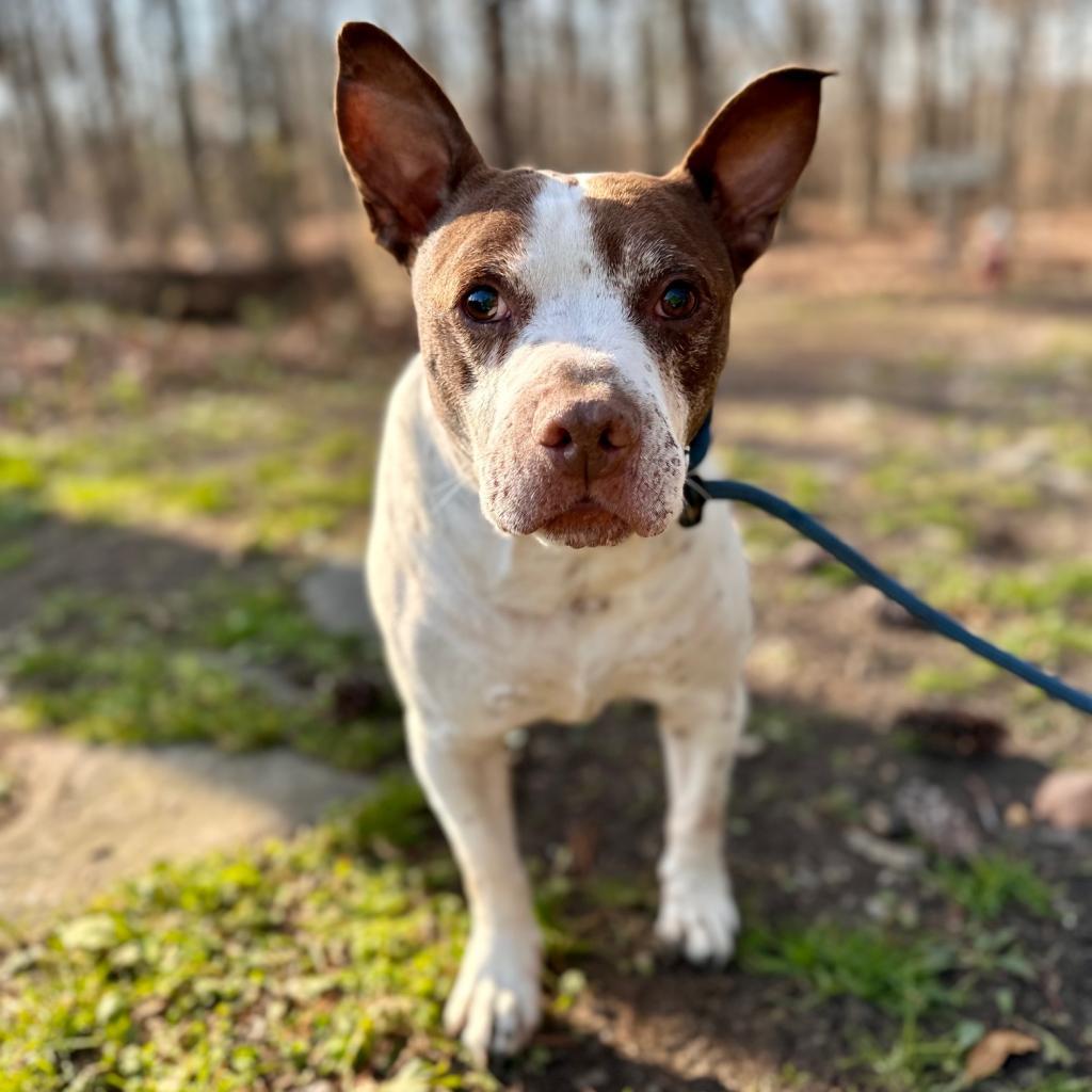 Enlarge Gump, a Adoptable mixed breed in Middletown, NY image 4/6