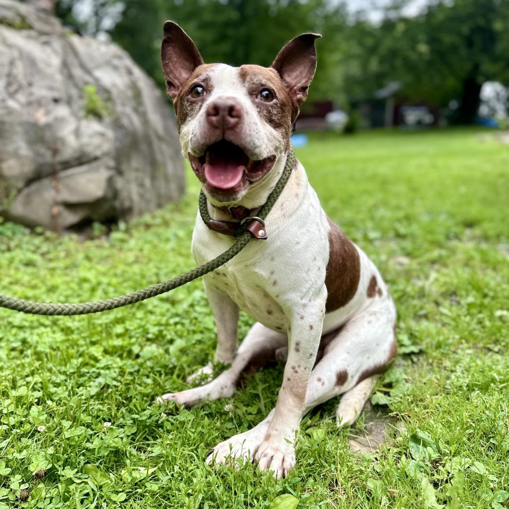 Enlarge Gump, a Adoptable mixed breed in Middletown, NY image 5/6