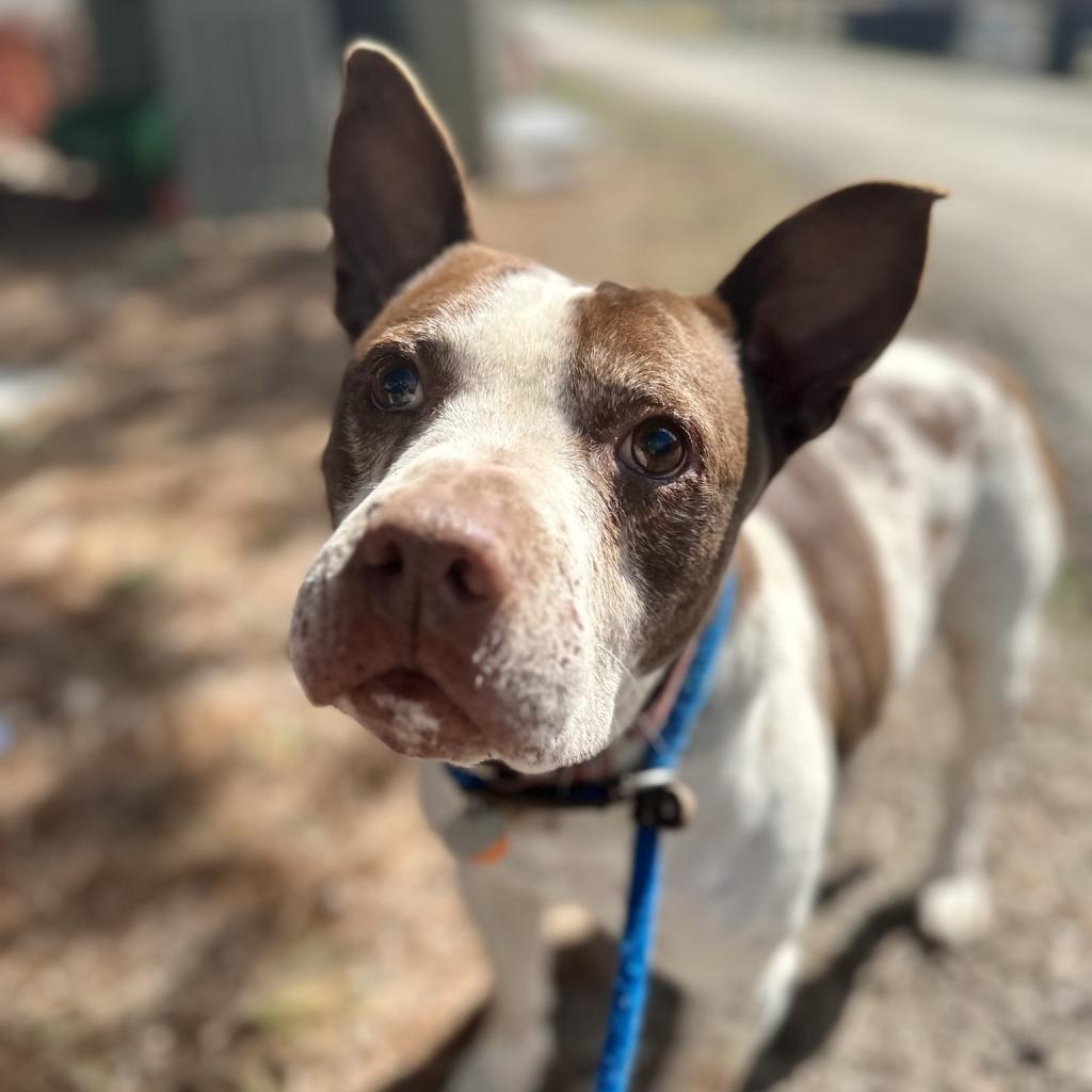 Enlarge Gump, a Adoptable mixed breed in Middletown, NY image 6/6