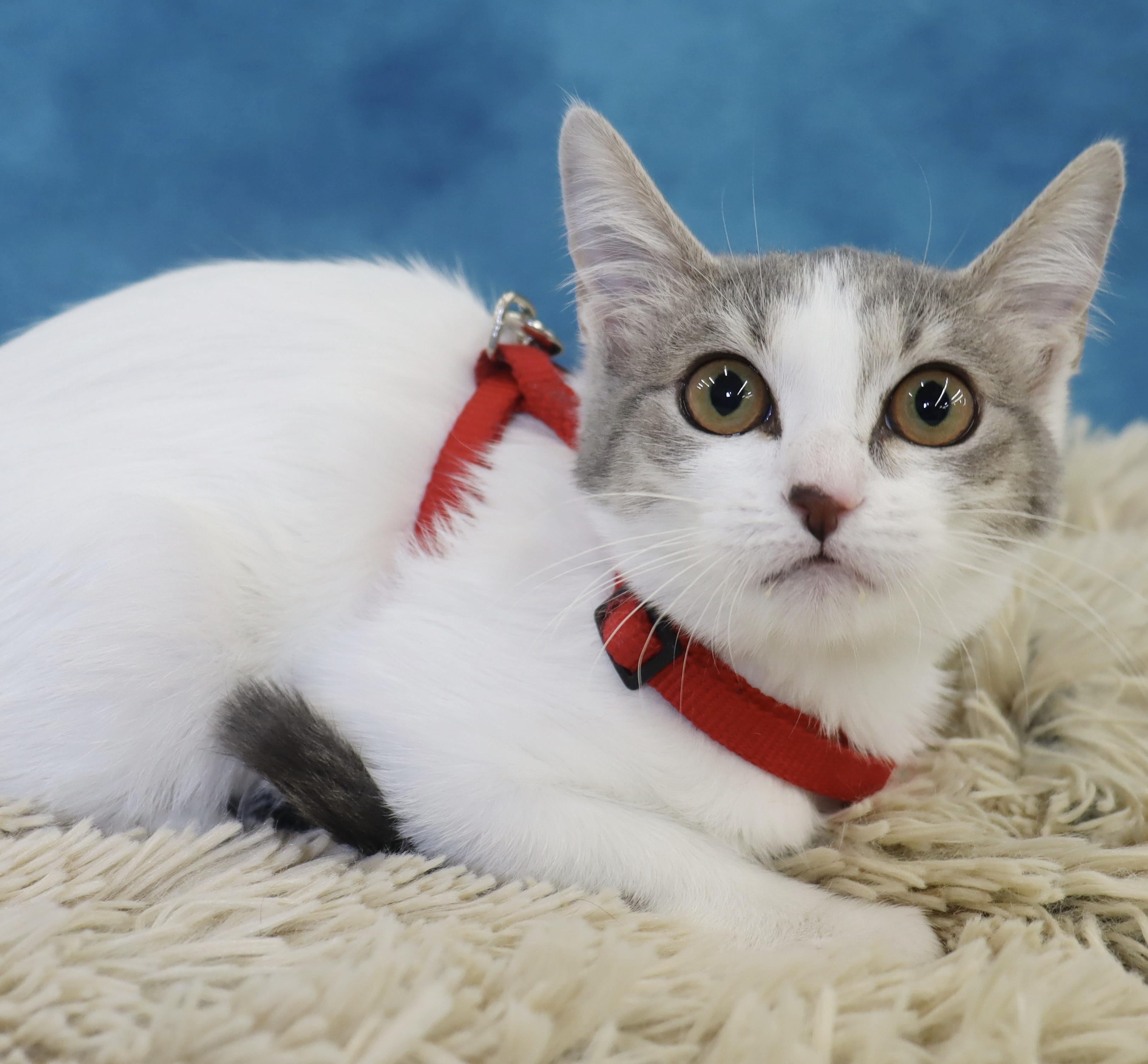 Winnie, adopted, Kitten Female Domestic Short Hair.