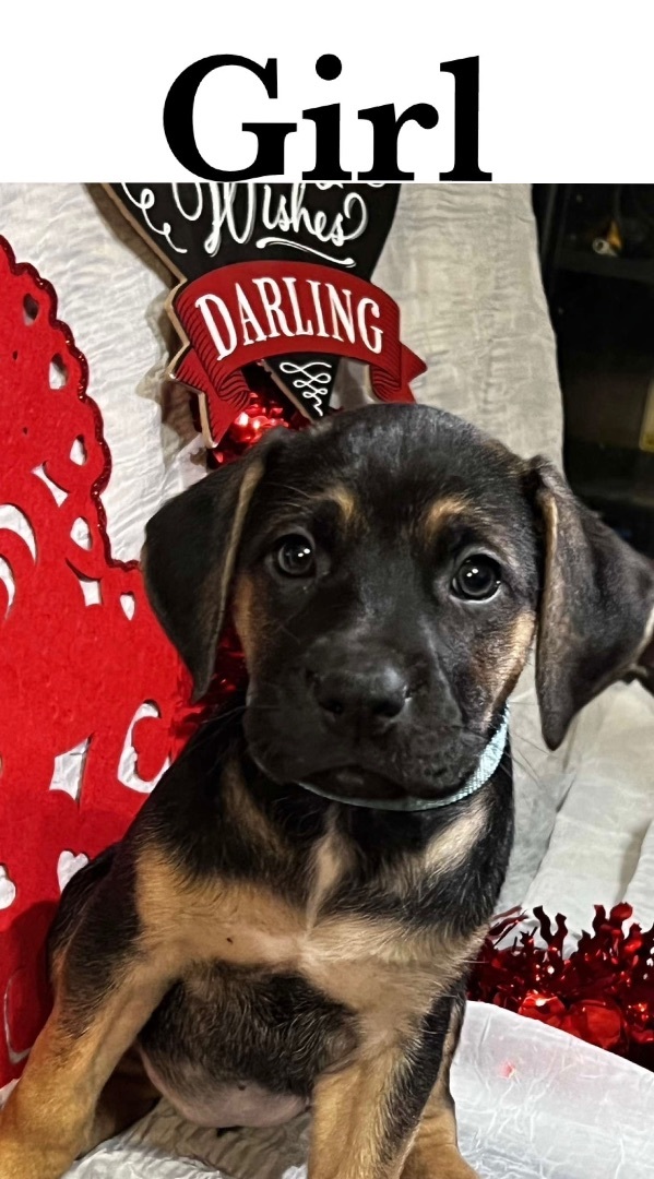 Claire, an adopted Shepherd Mix in Sealy, TX_image-1