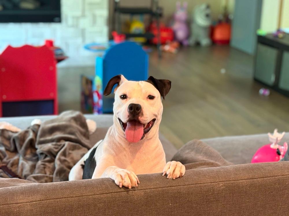 Enlarge Mama Goose Oreo, a Adoptable mixed breed in Saugus, MA image 1/6