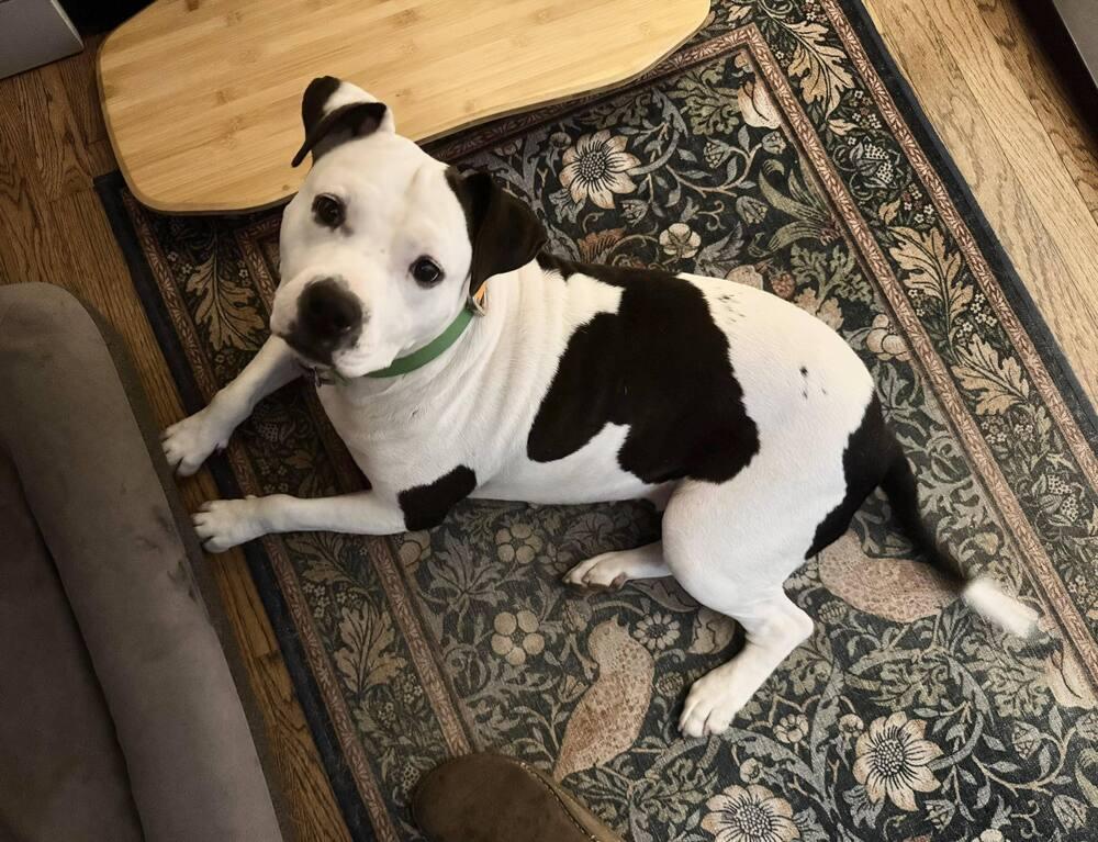 Enlarge Mama Goose Oreo, a Adoptable mixed breed in Saugus, MA image 2/6