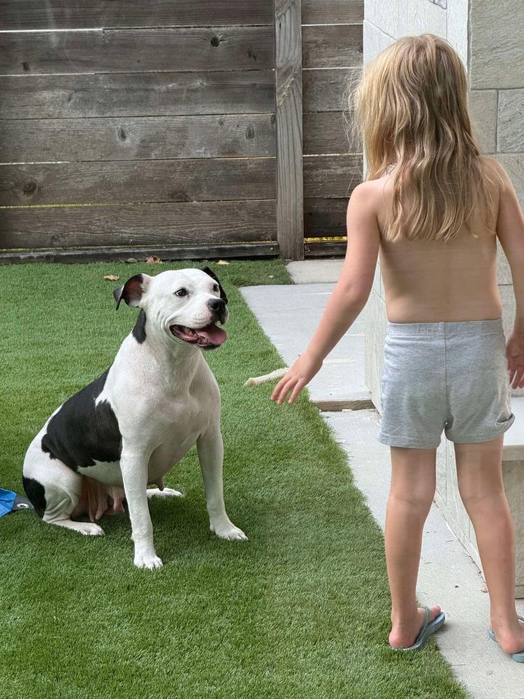 Enlarge Mama Goose Oreo, a Adoptable mixed breed in Saugus, MA image 3/6