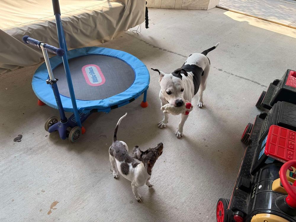 Enlarge Mama Goose Oreo, a Adoptable mixed breed in Saugus, MA image 4/6