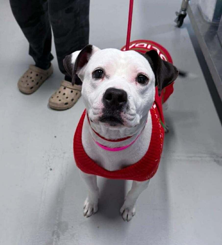 Enlarge Mama Goose Oreo, a Adoptable mixed breed in Saugus, MA image 5/6