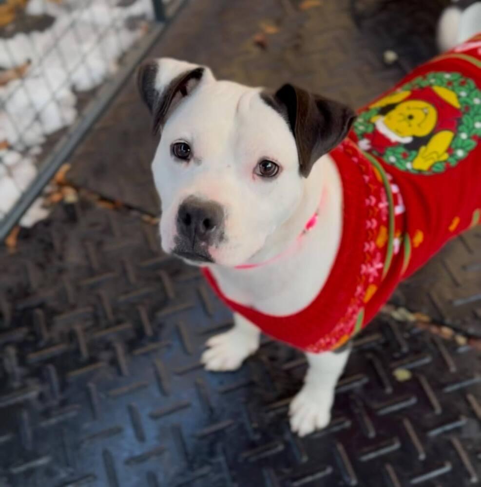 Enlarge Mama Goose Oreo, a Adoptable mixed breed in Saugus, MA image 6/6