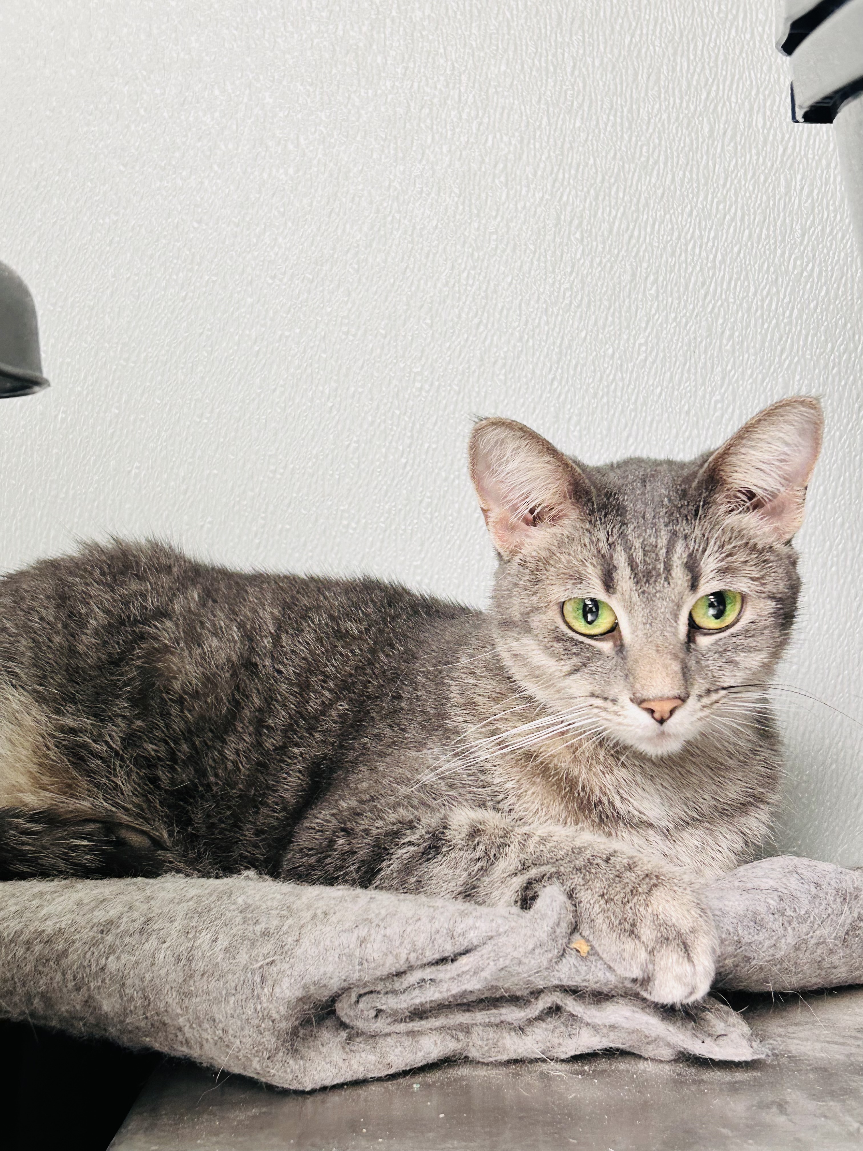 Cat for adoption Romeo and Juliet, a Domestic Short Hair in Crystal