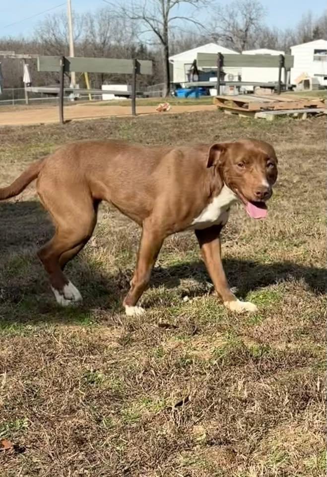 Rachel, ADOPTABLE, Young Female Mixed Breed.