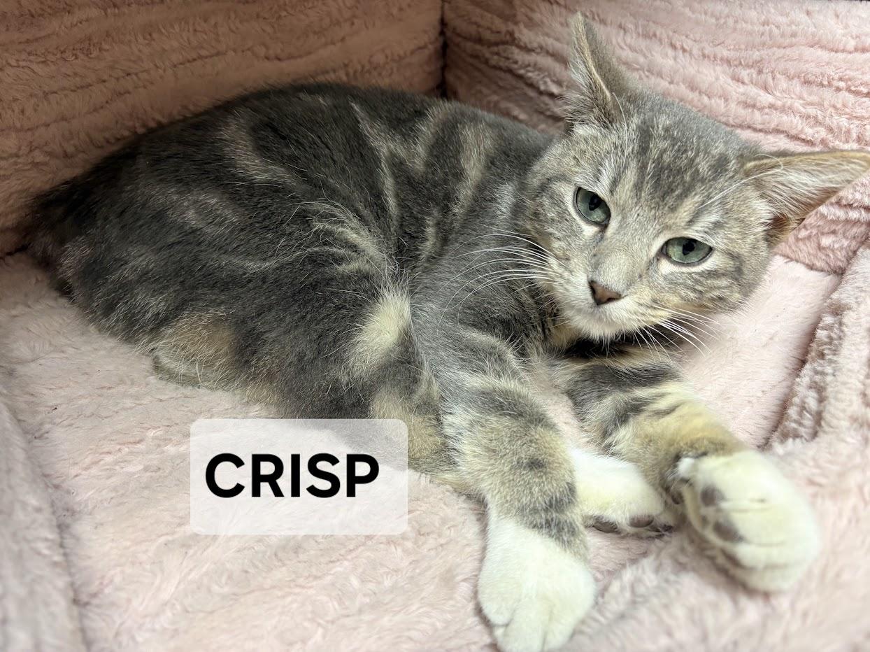 Enlarge Crisp, a ADOPTABLE Tabby in Windom, MN image 1/1