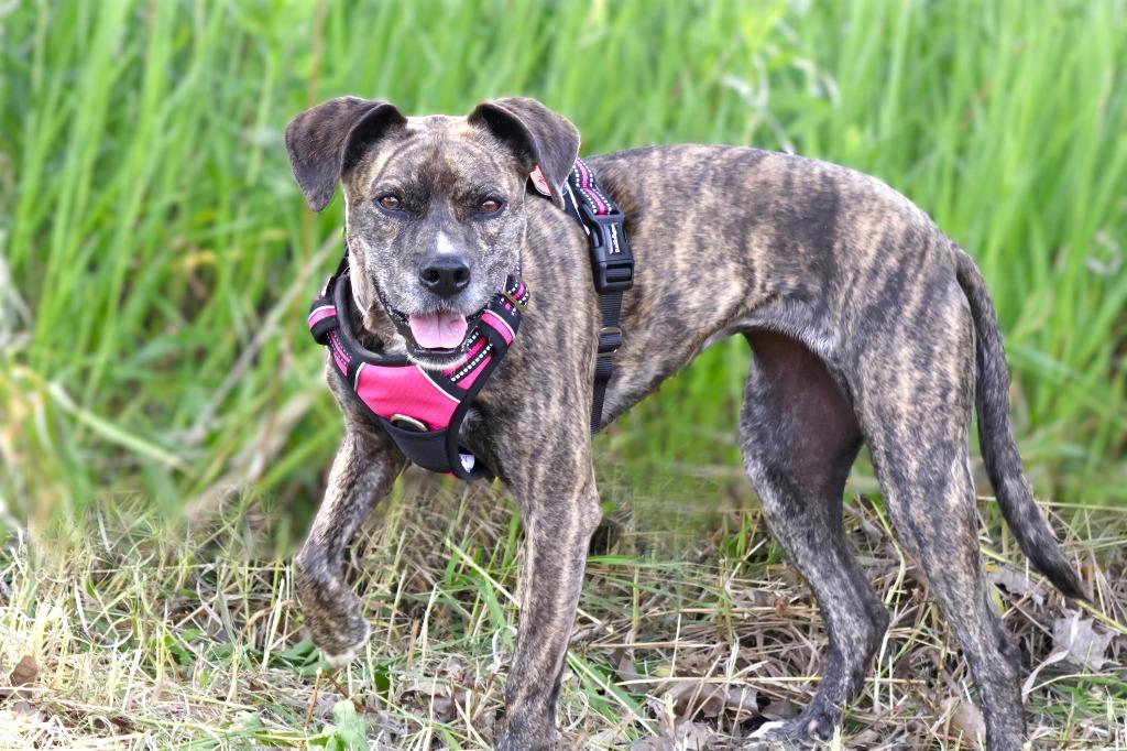 Enlarge Nala, a Adoptable mixed breed in Savage, MN image 1/4
