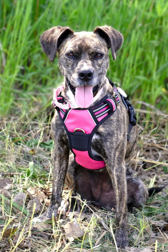 Enlarge Nala, a Adoptable mixed breed in Savage, MN image 2/4