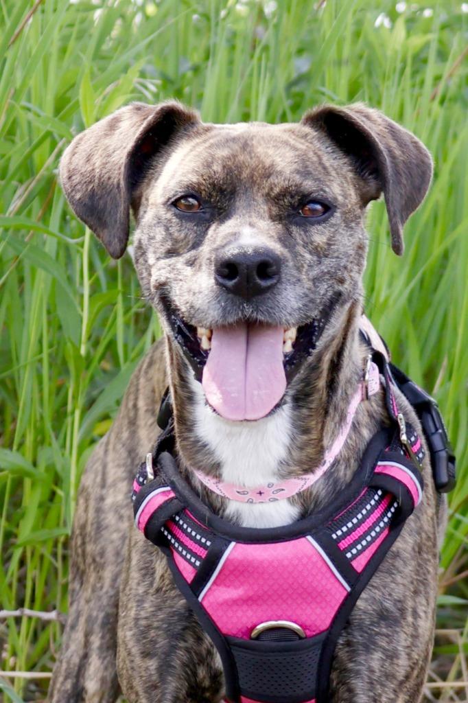 Enlarge Nala, a Adoptable mixed breed in Savage, MN image 3/4